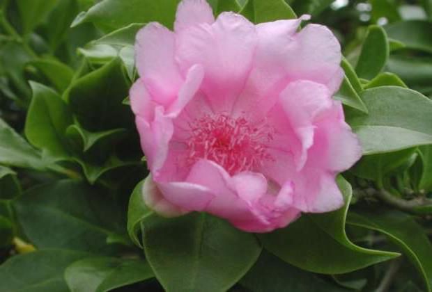 Rose of Bayahibe (Pereskia Quisqueyana)