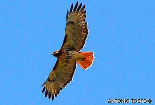Red-tailed Hawk (Buteo jamaicensis) above Chavon